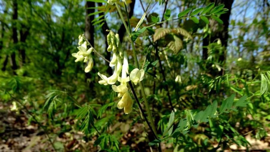 Vicia sparsiflora habit