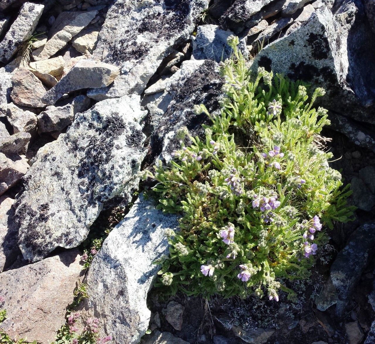 Polemonium elegans — search result for 'Polemonium'