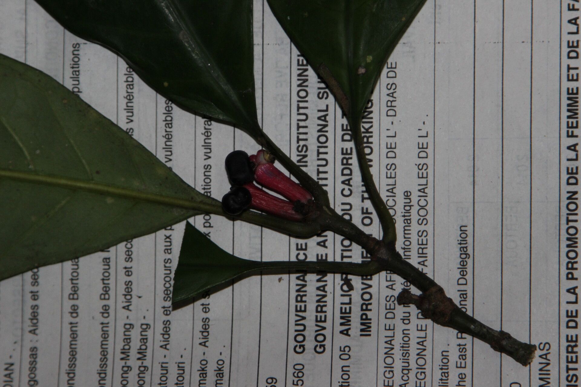 Chassalia corallifera fruit