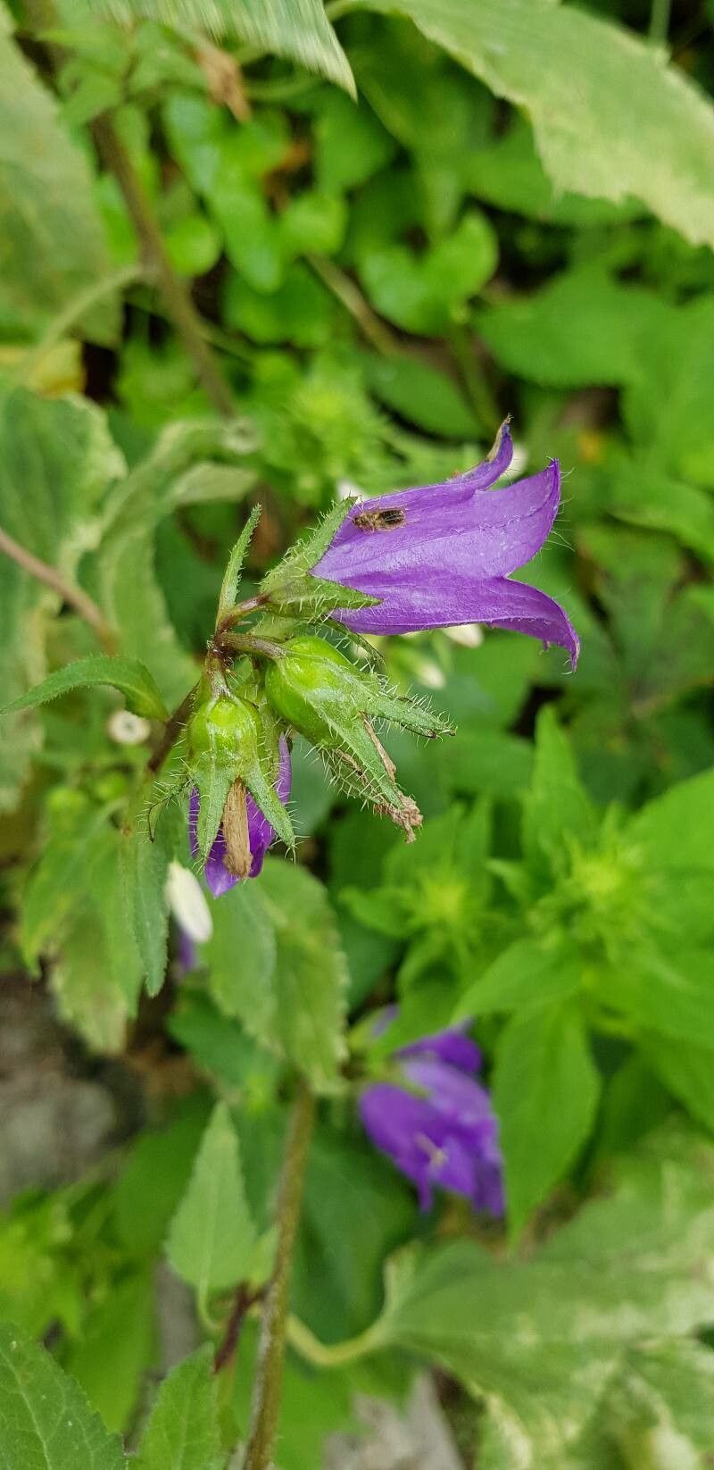 Campanula trachelium fruit