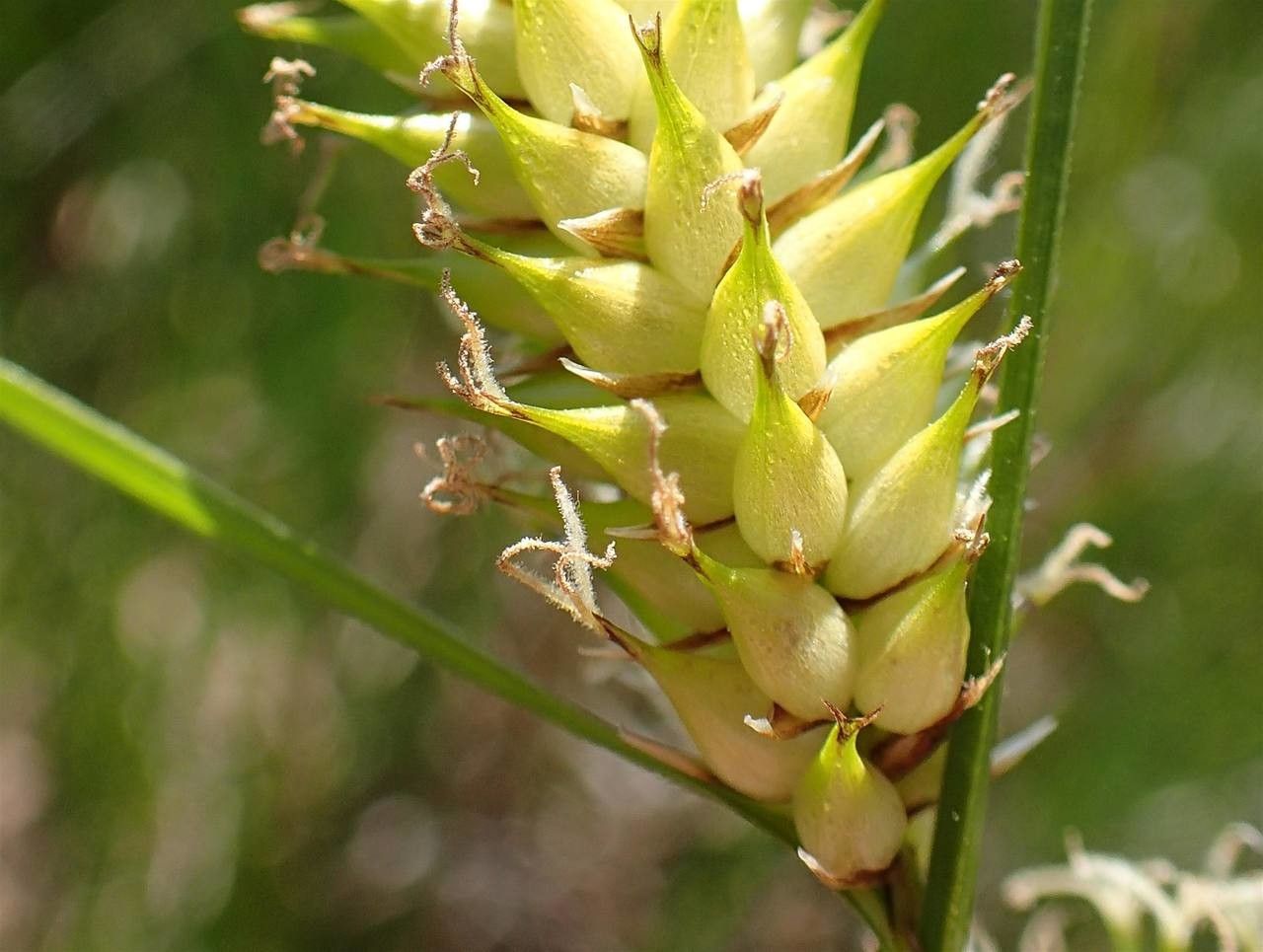 Carex vesicaria fruit
