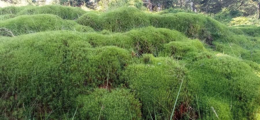 Mulinum spinosum leaf