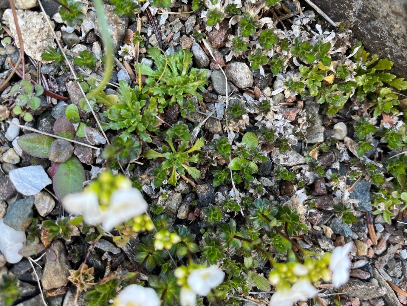 Arabis scopoliana — houseplant care guide