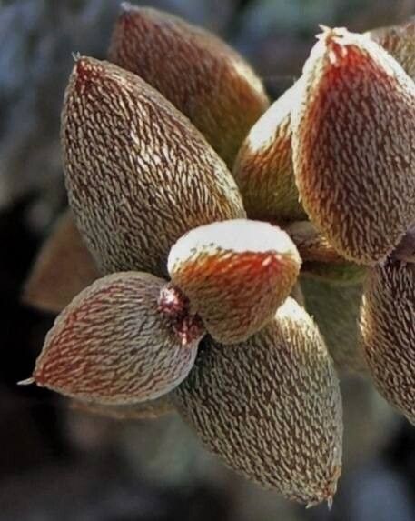 Crassula ammophila — search result for 'Ammophila'