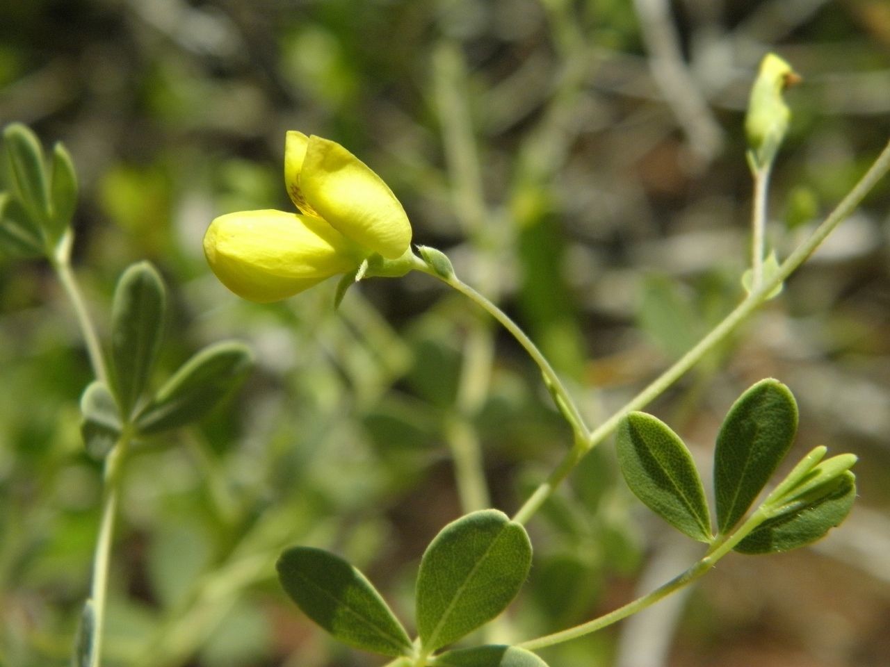 Baptisia lecontei — search result for 'Baptisia'