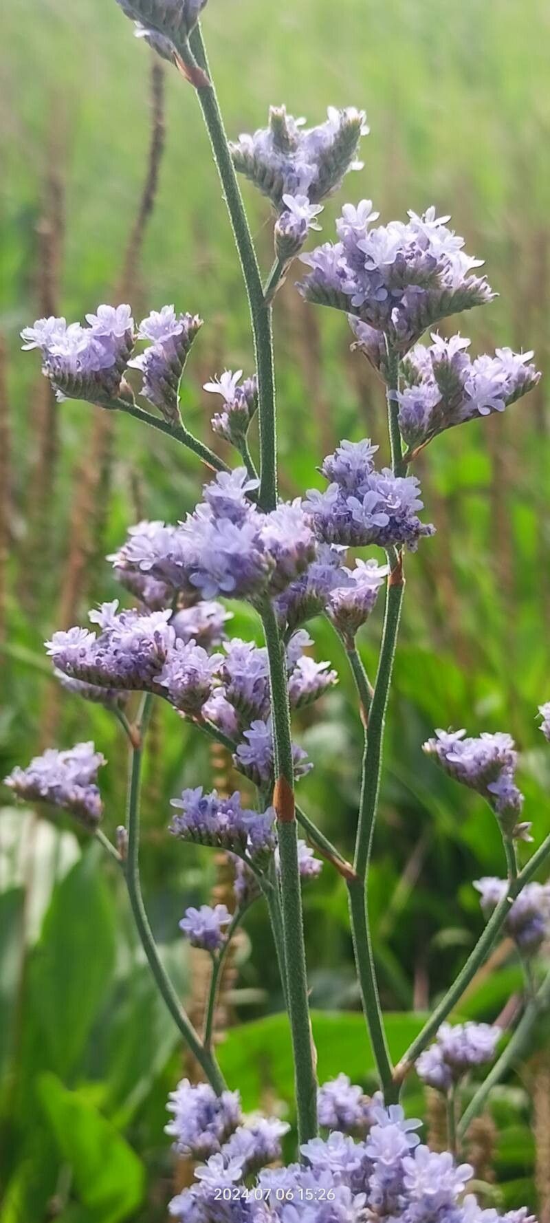 Limonium tomentellum flower