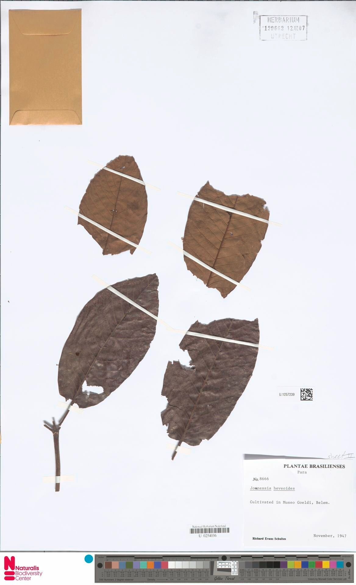 Joannesia heveoides — related species from the same genus