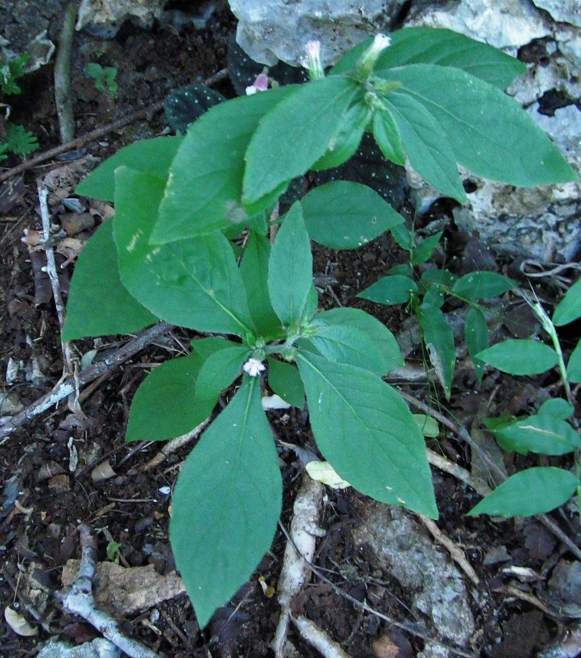 Vernonia remotiflora — search result for 'Vernonia'