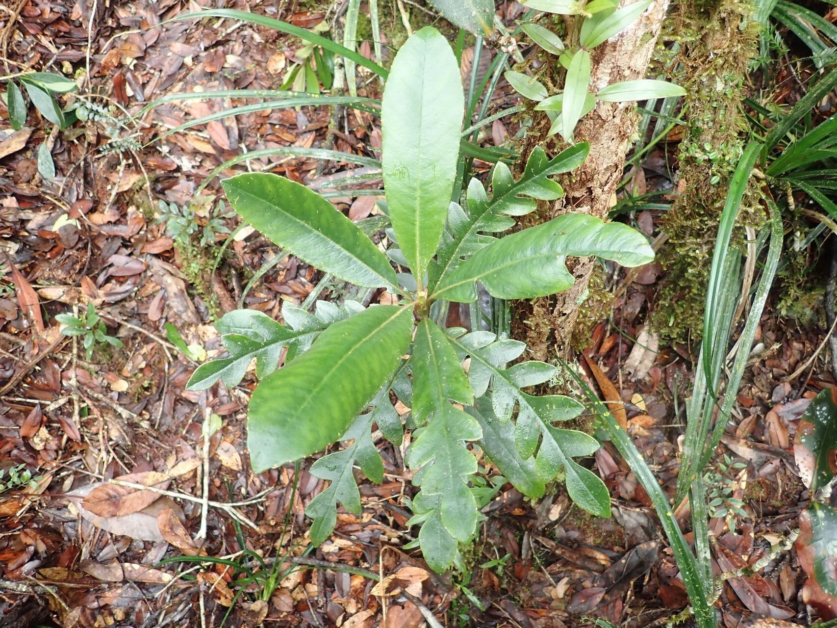Apiopetalum glabratum — related species from the same genus