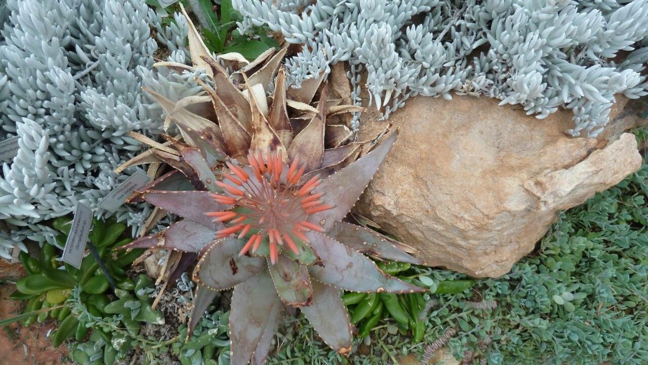 Aloe perfoliata flower