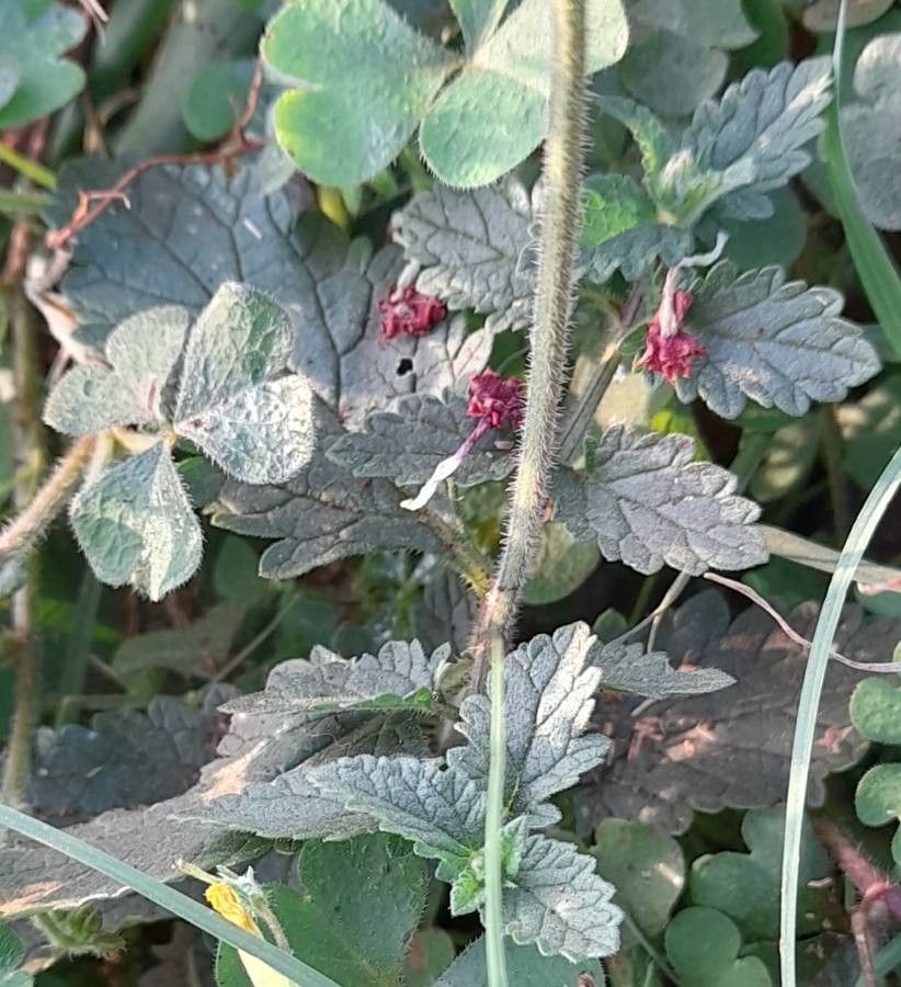 Glandularia peruviana — search result for 'Bolivia'
