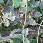 Glandularia peruviana