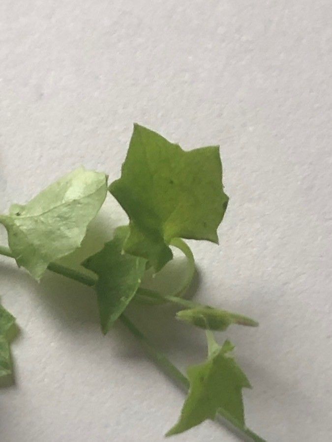 Wahlenbergia hederacea leaf