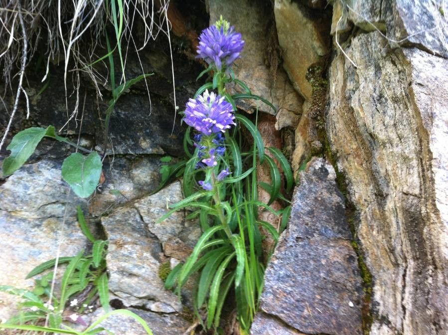 Campanula spicata flower