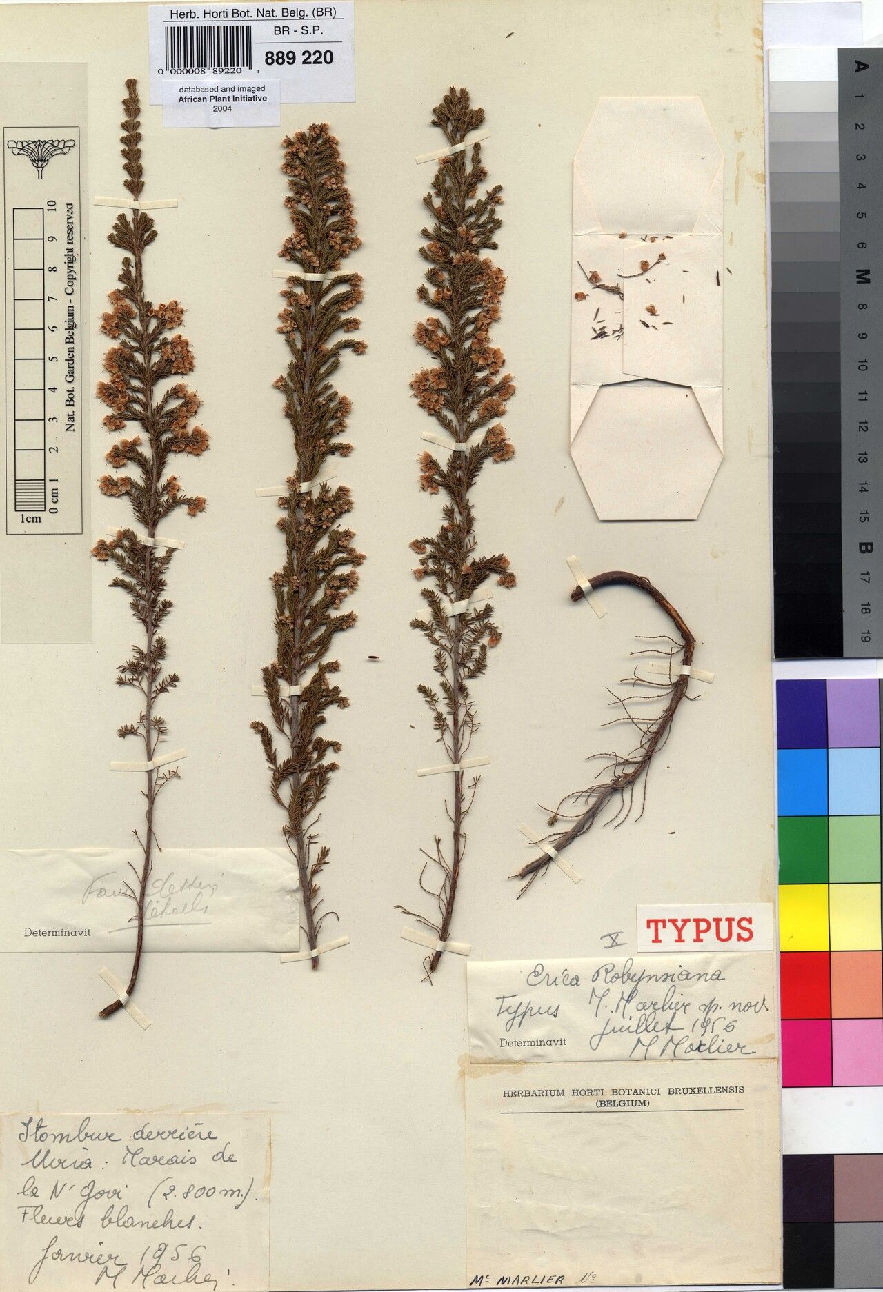 Erica robynsiana — search result for 'Erica'