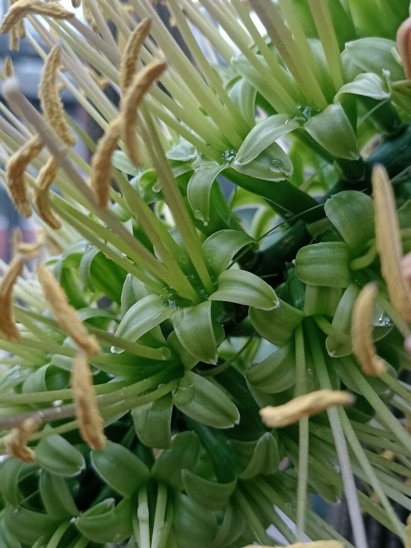 Agave dealbata — houseplant care guide