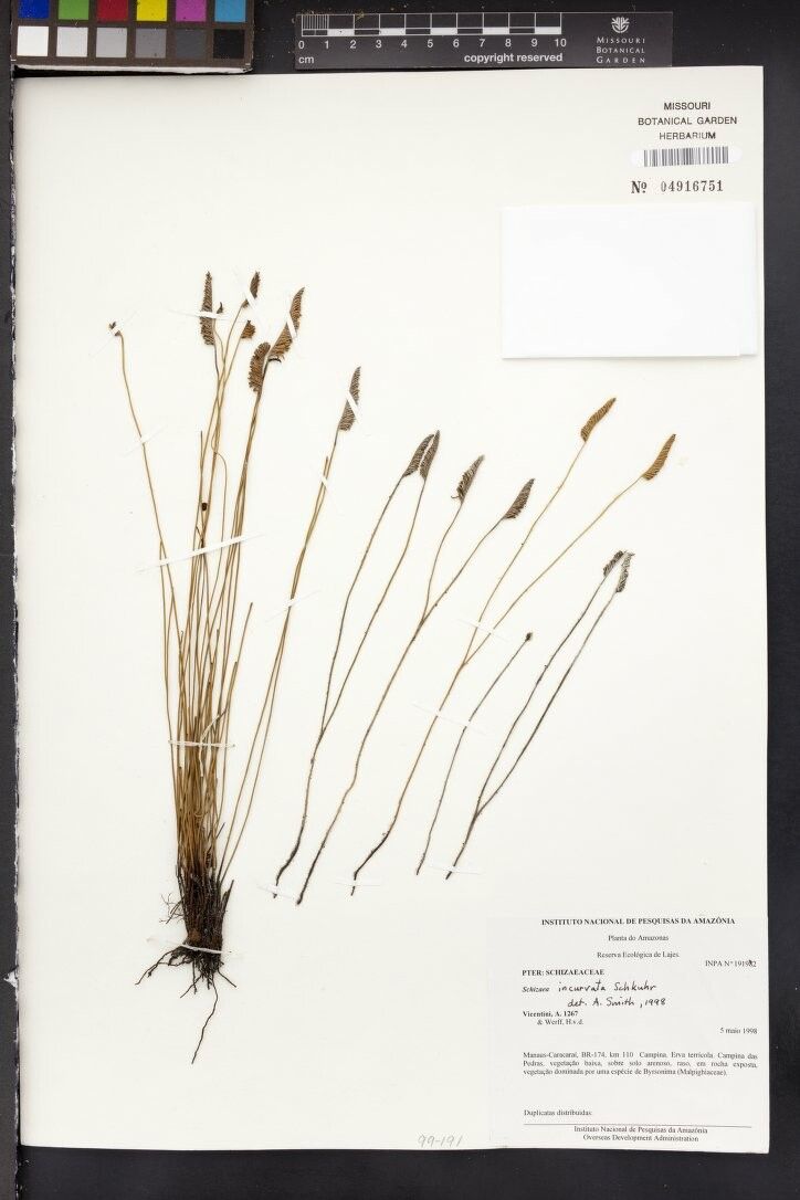 Schizaea incurvata other