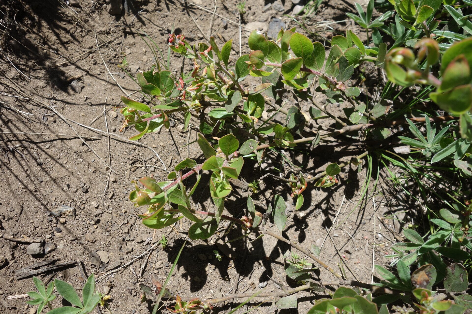 Arctostaphylos nevadensis fruit