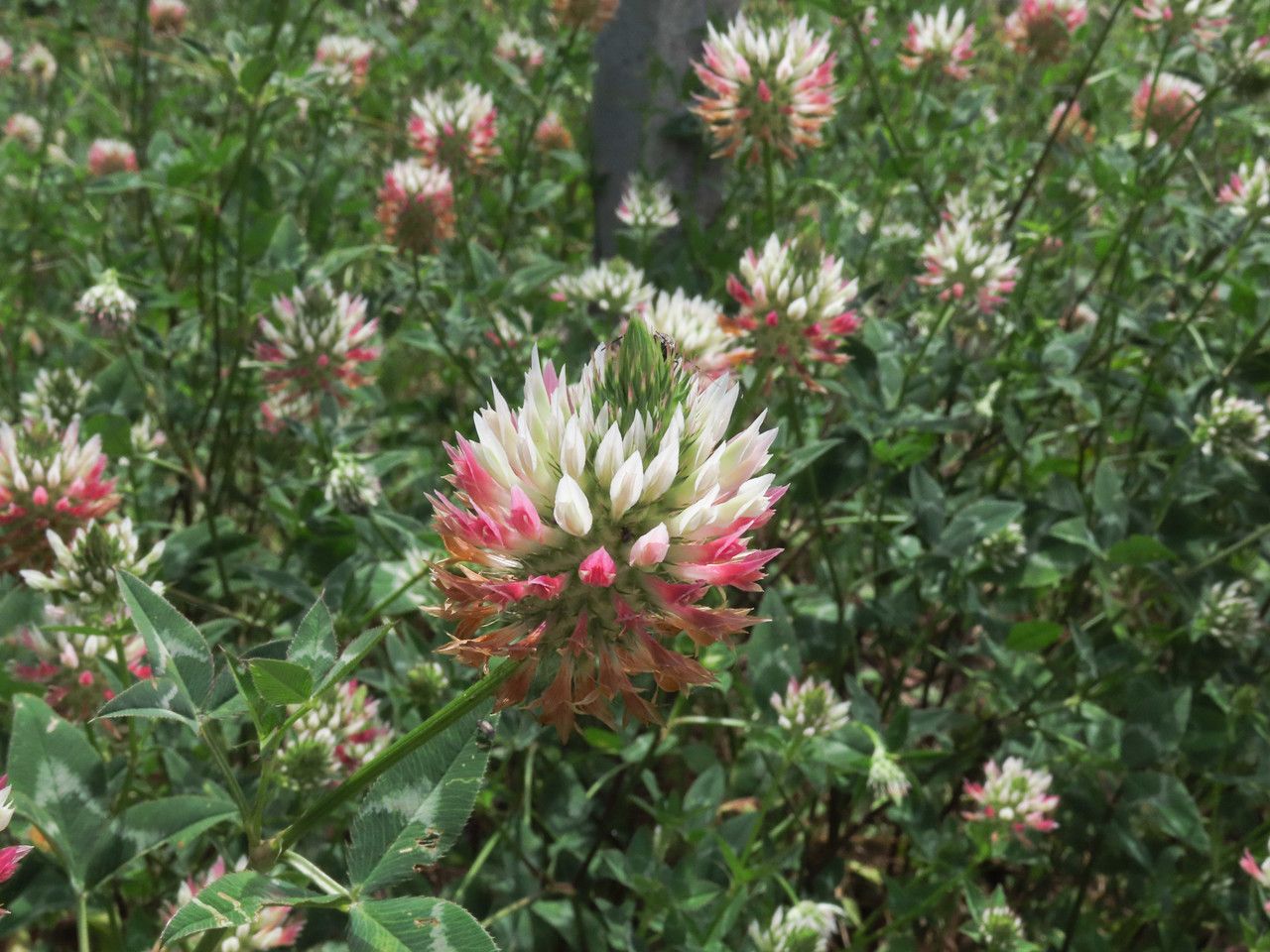 Trifolium vesiculosum flower