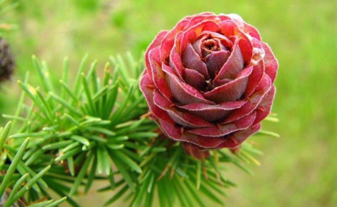 Larix kaempferi fruit