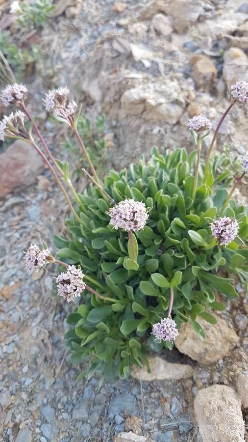 Valeriana apula flower