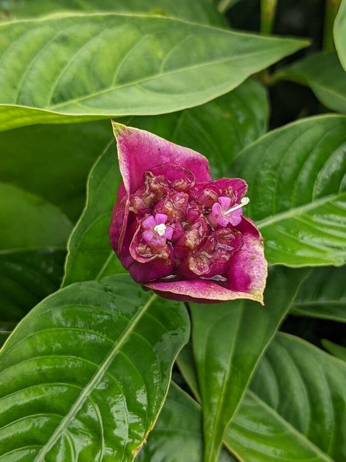 Psychotria colorata flower