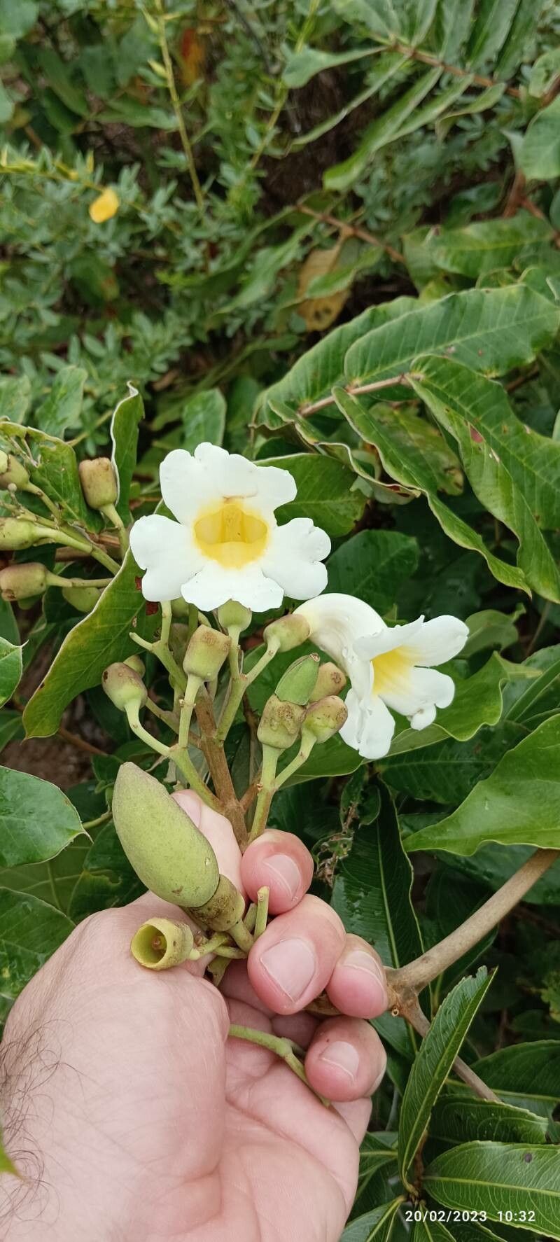 Amphilophium elongatum — houseplant care guide