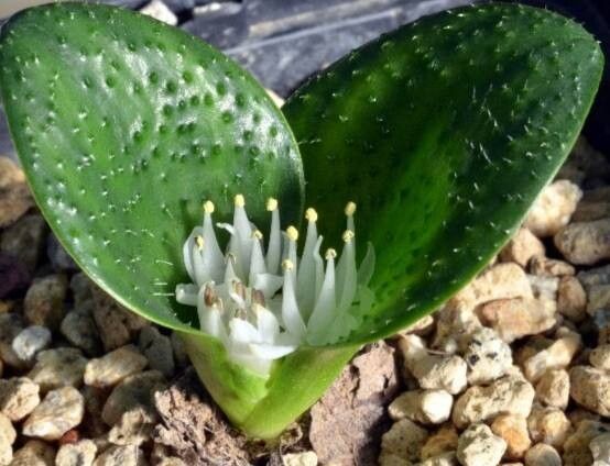 Massonia tenella — houseplant care guide