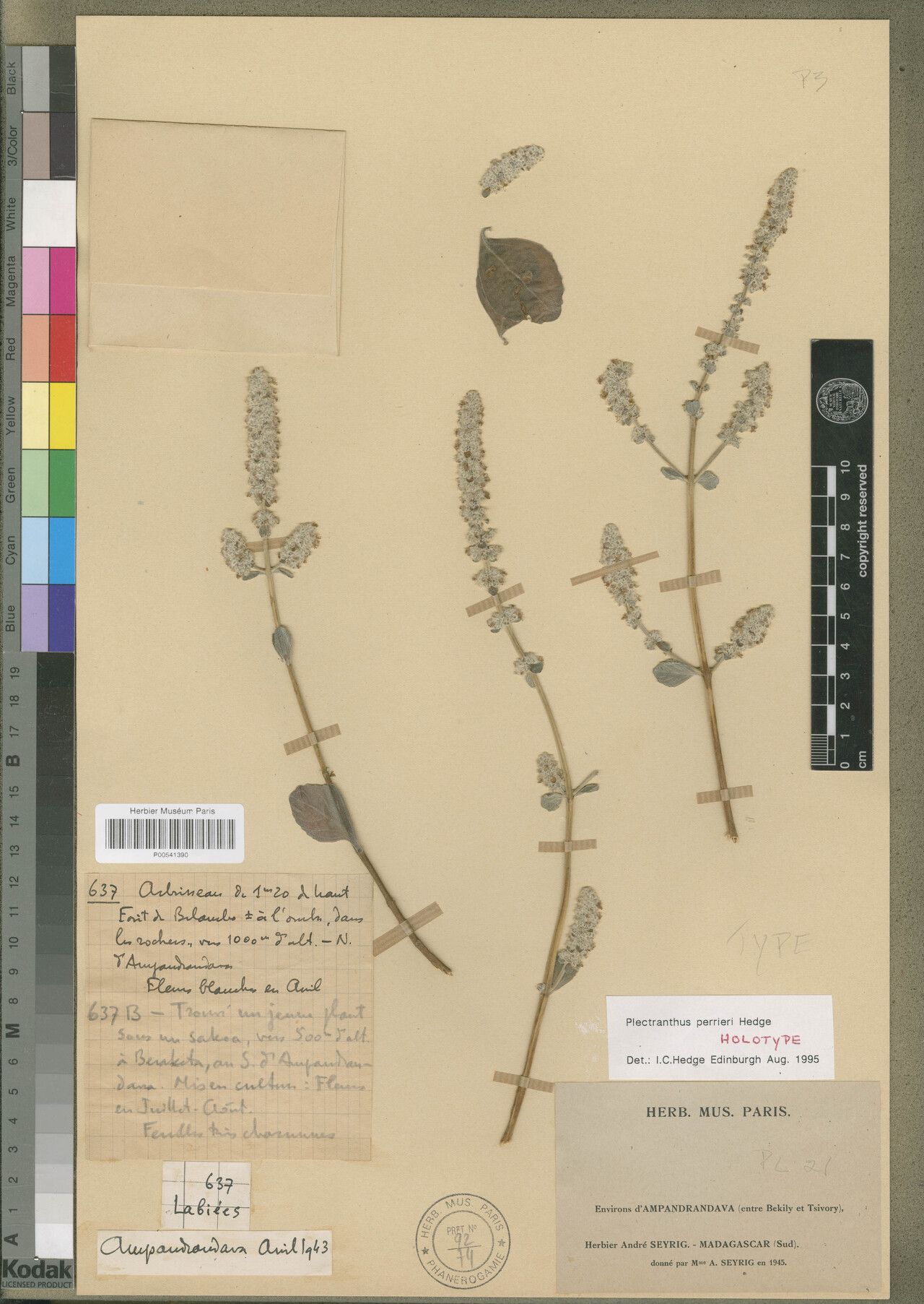 Coleus perrieri — search result for 'Coleus'