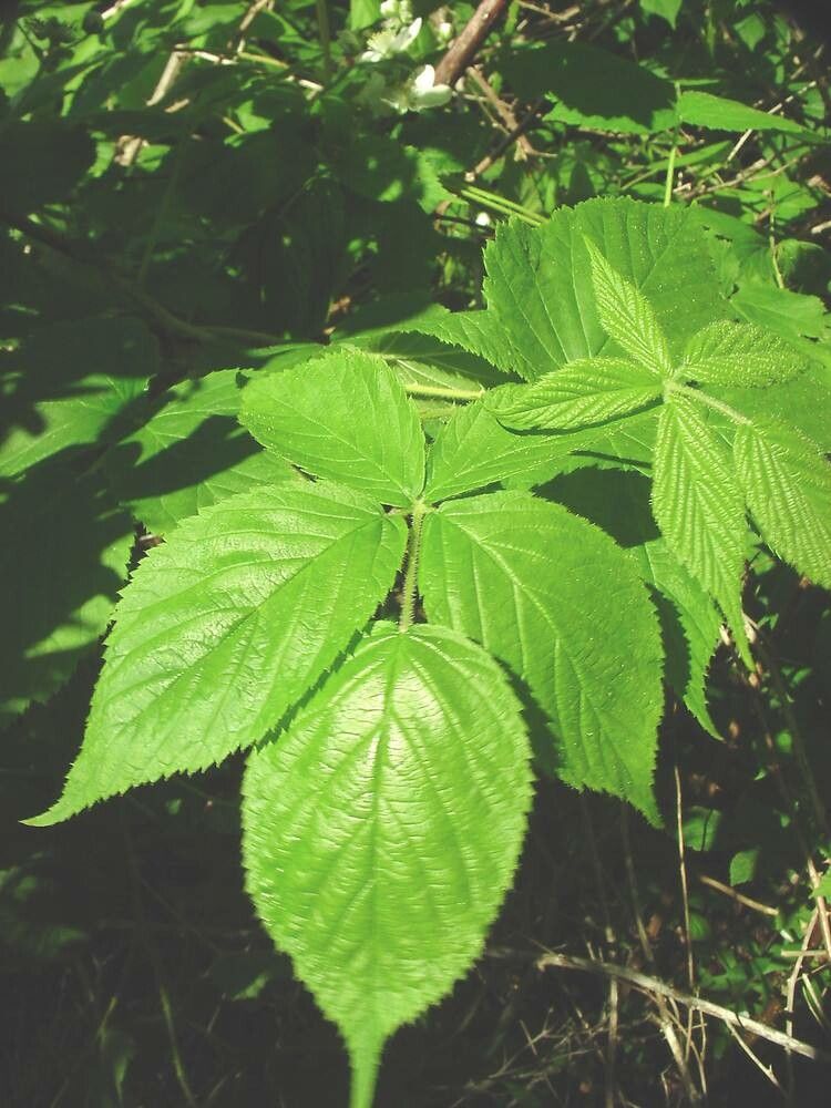 Rubus allegheniensis — search result for 'Rubus'