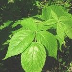 Rubus allegheniensis