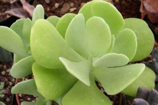 Sedum alexanderi leaf