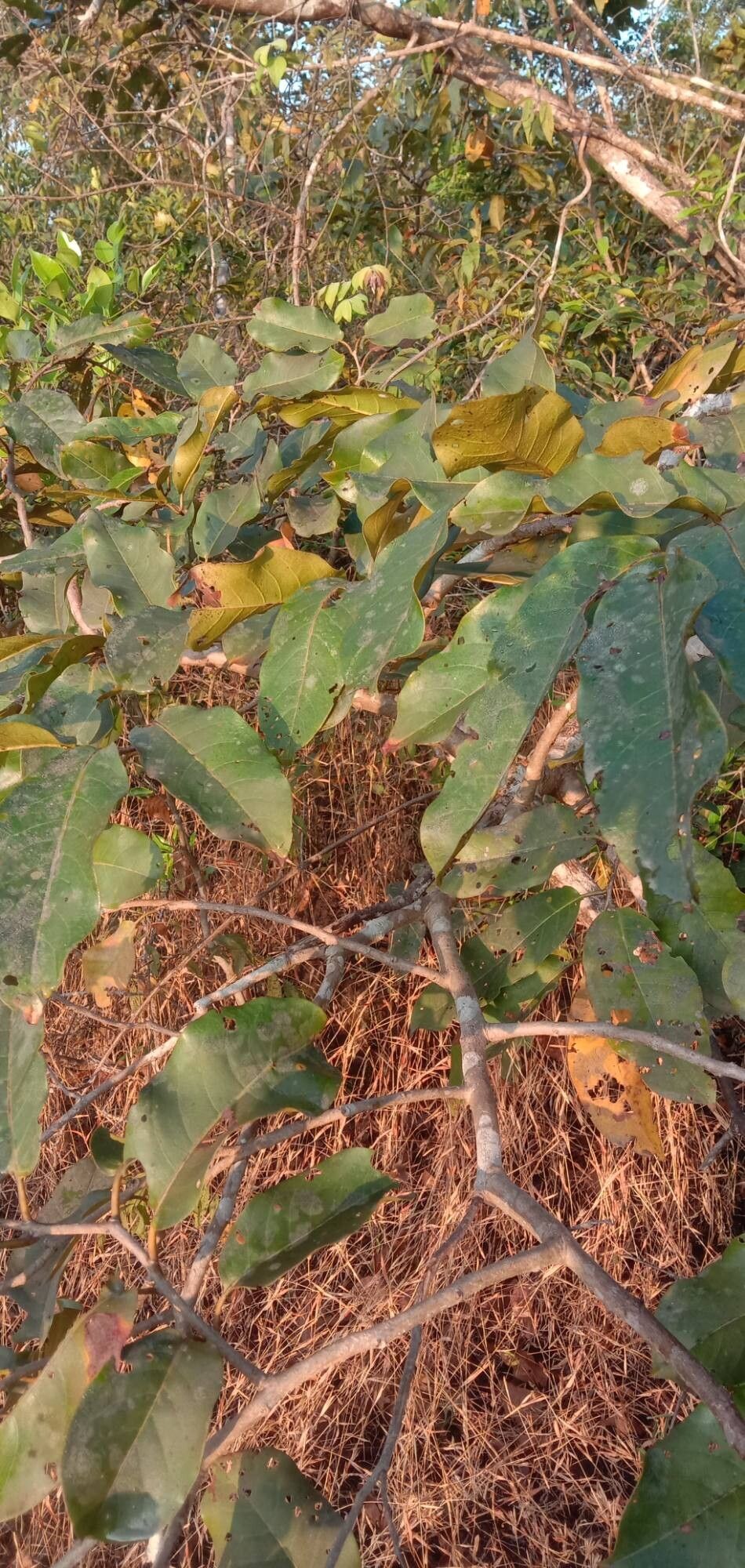 Terminalia paniculata — search result for 'Terminalia'