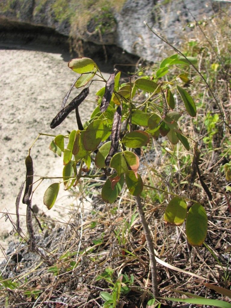 Senna gaudichaudii — search result for 'Cassia'