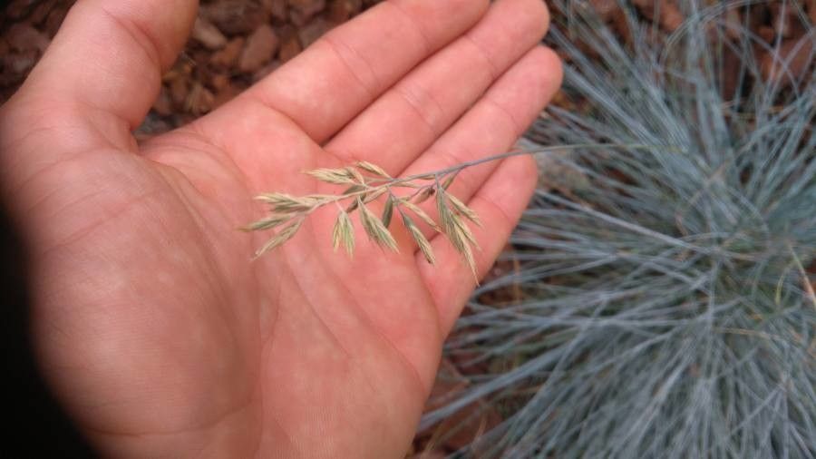 Festuca glauca fruit