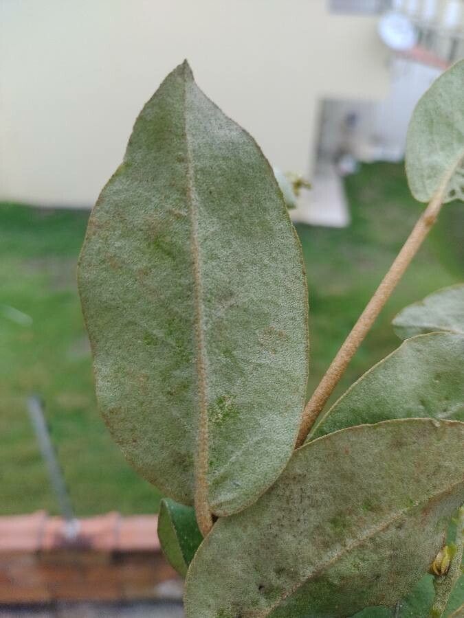 Croton sellowii — houseplant care guide