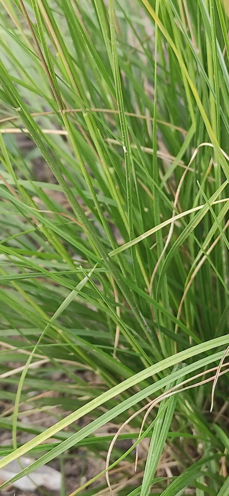 Sporobolus heterolepis leaf