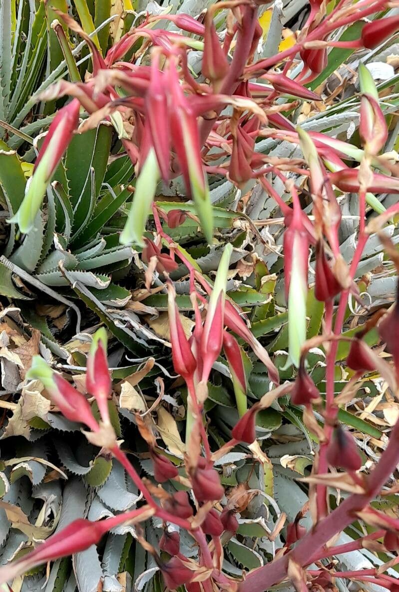 Puya dyckioides flower