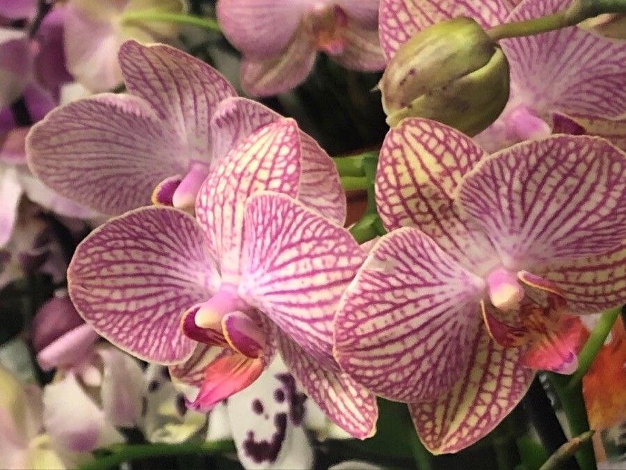 Phalaenopsis spp. flower