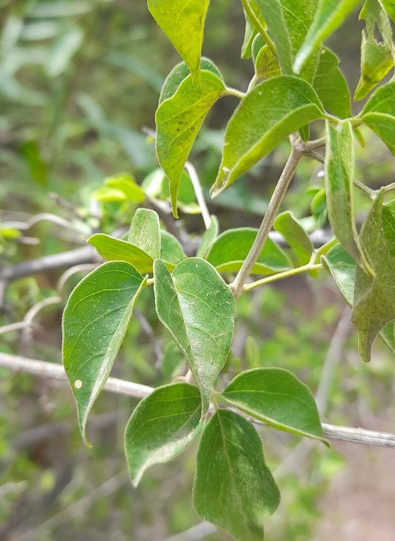 Amphilophium cynanchoides — related species from the same genus