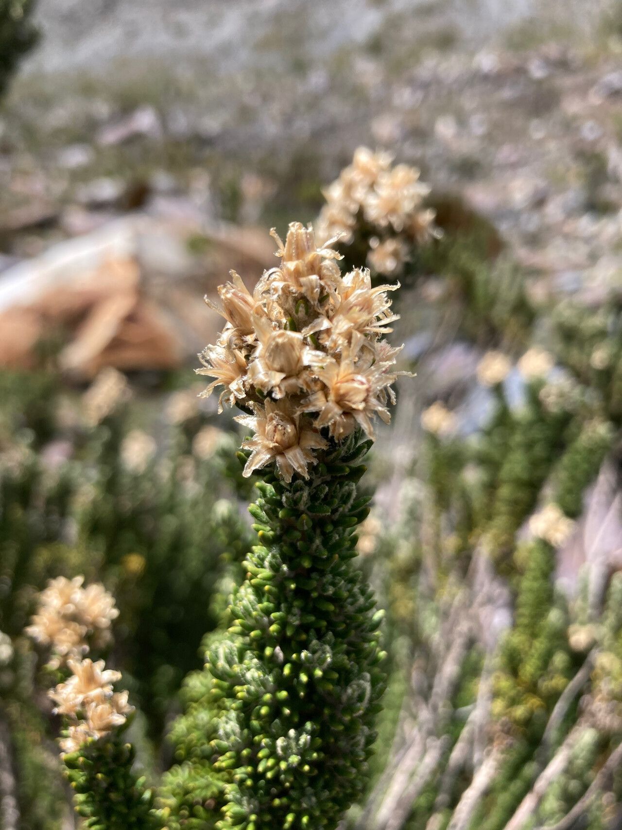 Diplostephium foliosissimum flower