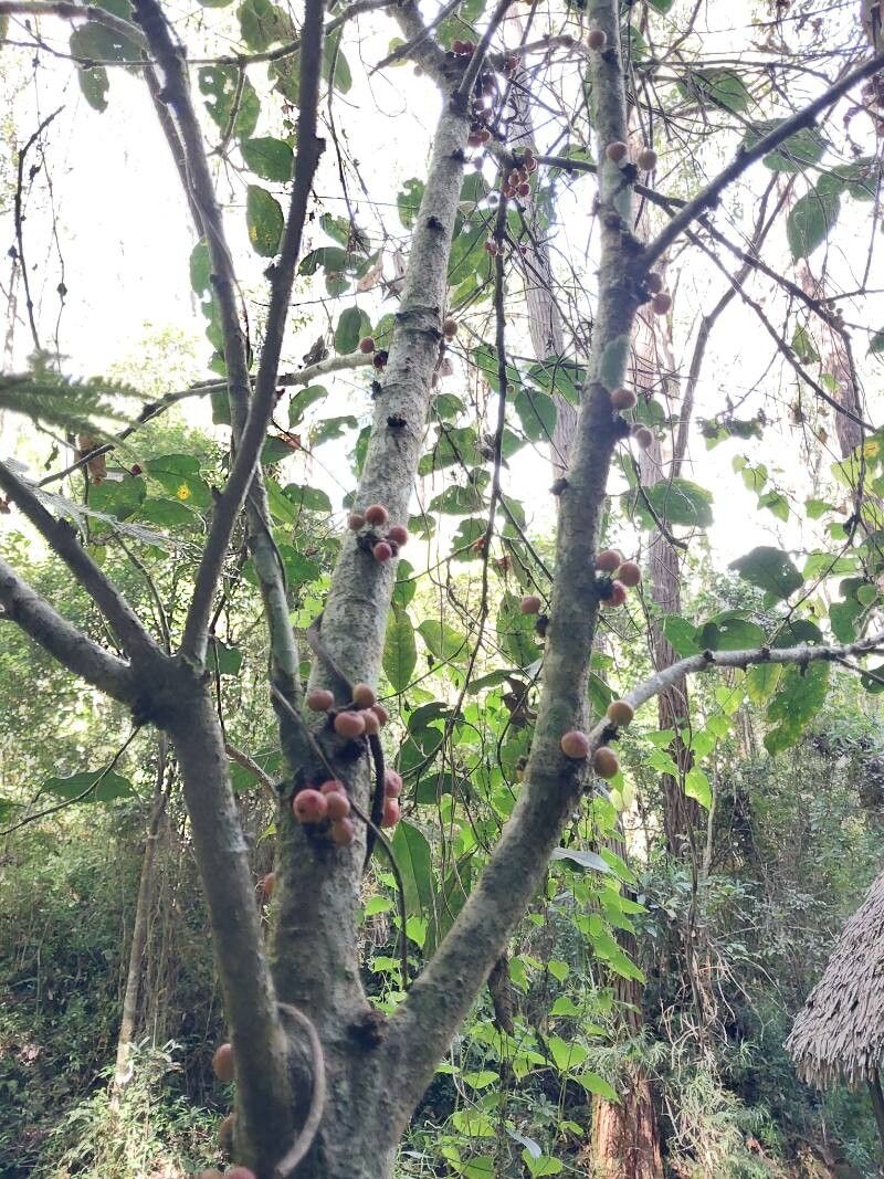 Ficus politoria other