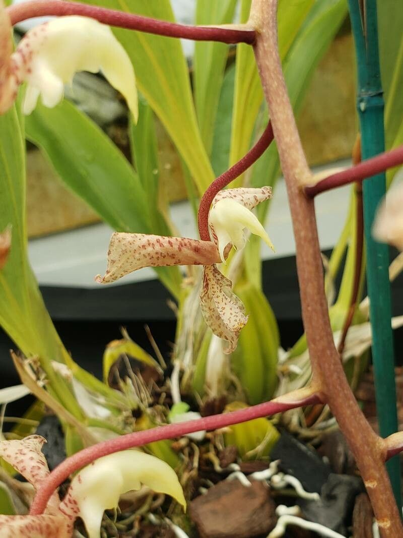 Gongora scaphephorus flower