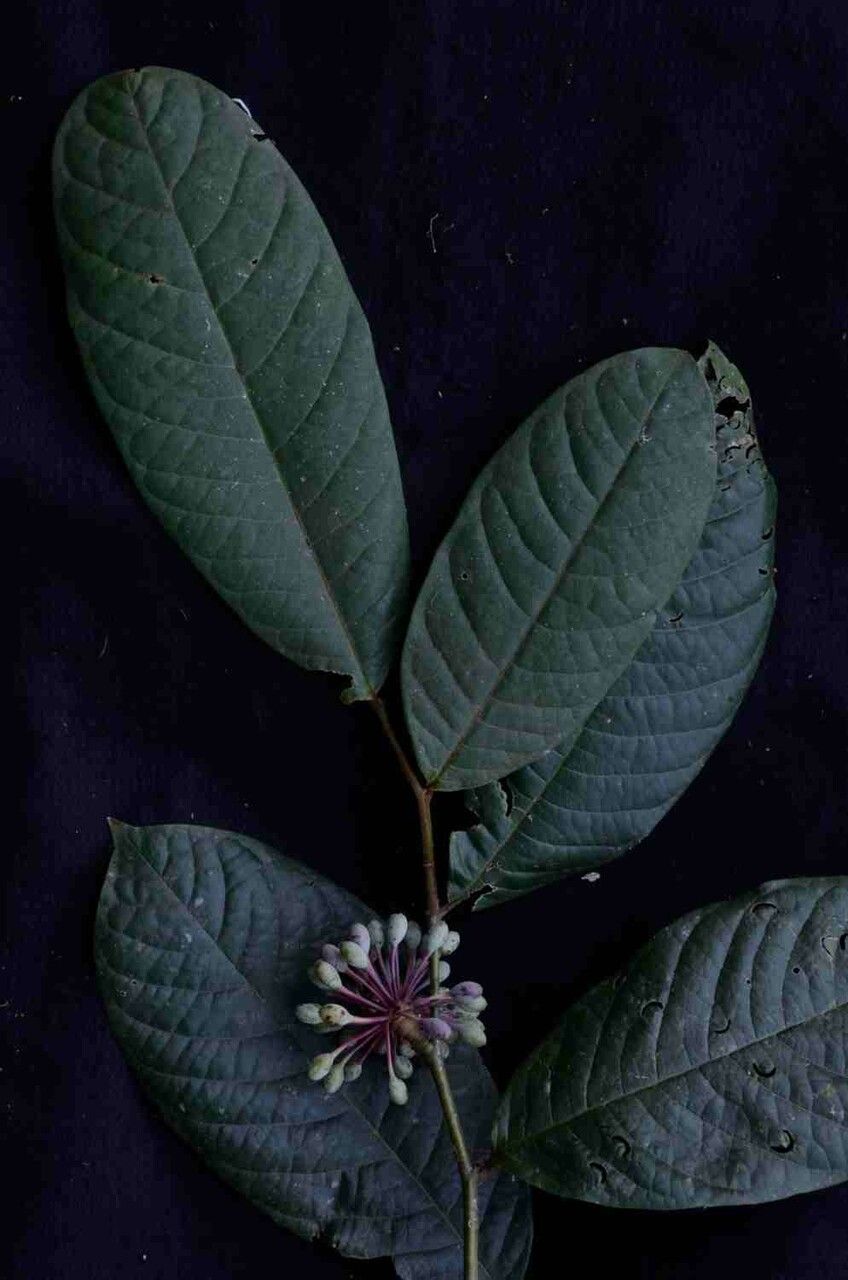 Guatteria ferruginea fruit