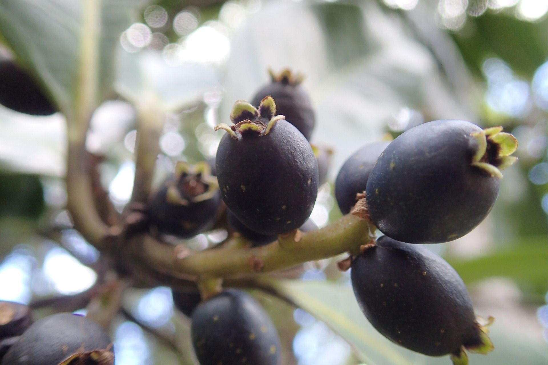 Symplocos flavescens fruit