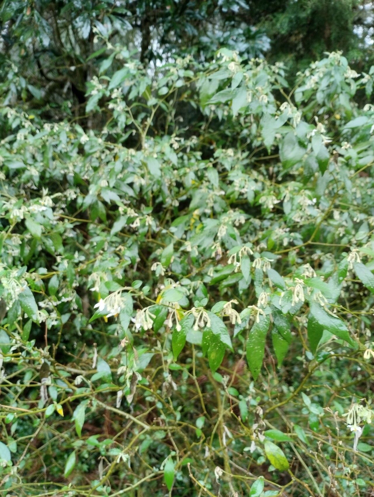 Solanum paranense habit