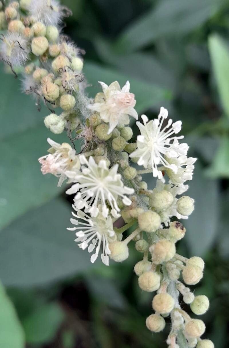 Croton saltensis flower