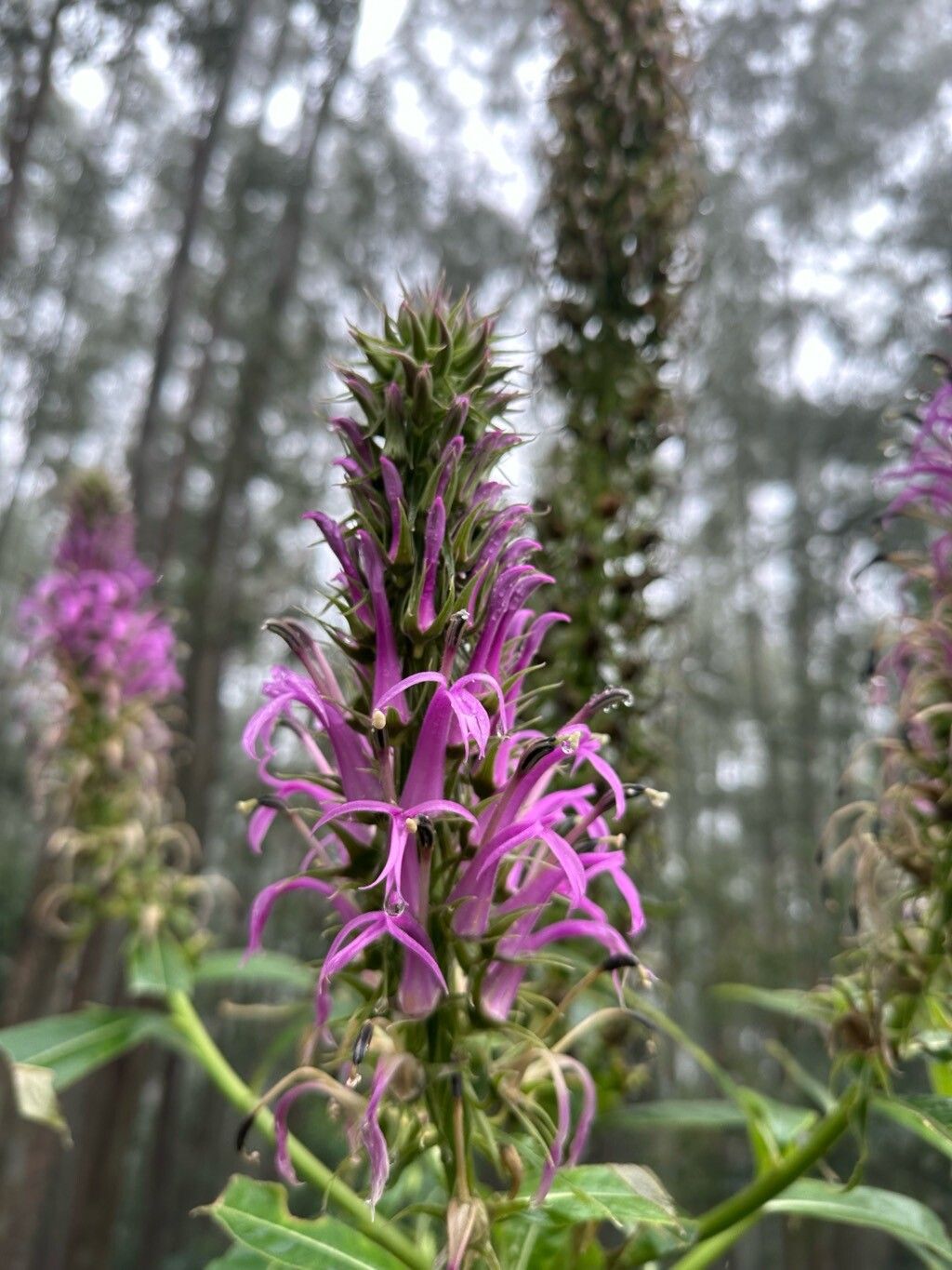 Lobelia brasiliensis — houseplant care guide