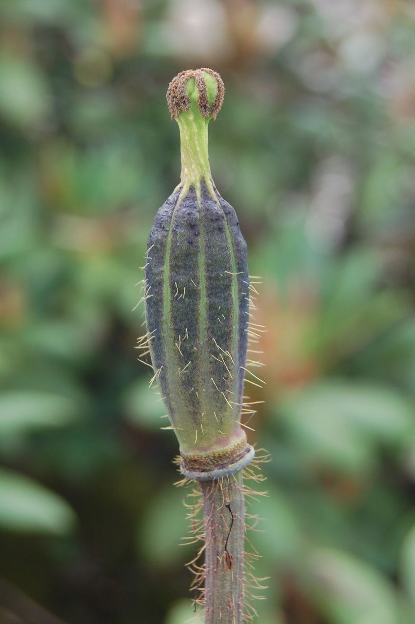Meconopsis simplicifolia fruit