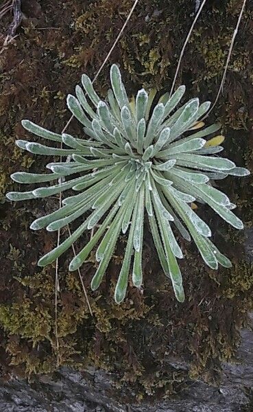 Saxifraga longifolia leaf